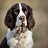 Irish Springer Spaniels